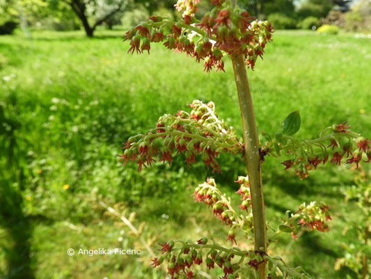 Coriaria myrtifolia - Europäischer Gerberstrauch     © Mag. Angelika Ficenc