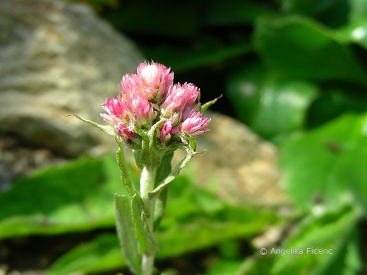 Antennaria rosea - Katzenpfötchen  © Mag. Angelika Ficenc