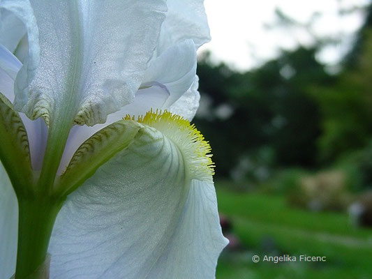 Iris x germanica - Deutsche Schwertlilie   © Mag. Angelika Ficenc