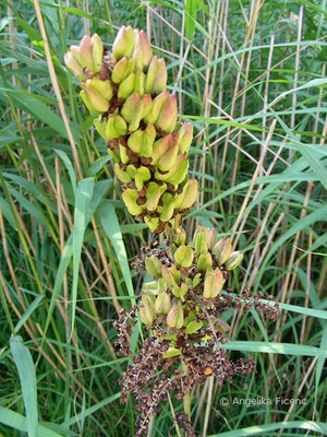 Veratrum nigrum - Schwarzer Germer,   © Mag. Angelika Ficenc