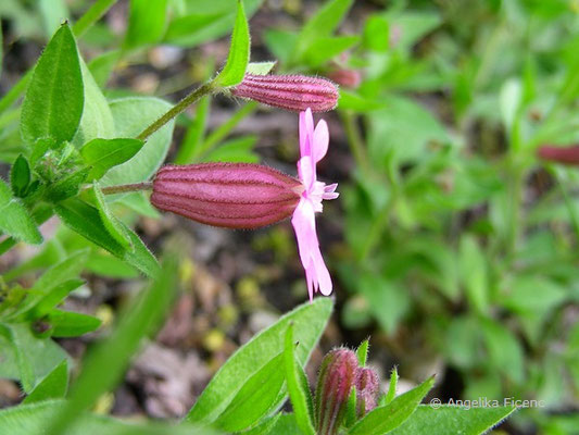 Silene nutans - Nickendes Leimkraut  © Mag. Angelika Ficenc