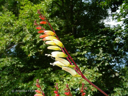 Ipomea purpurea - Purpur Prunkwinde    © Mag. Angelika Ficenc