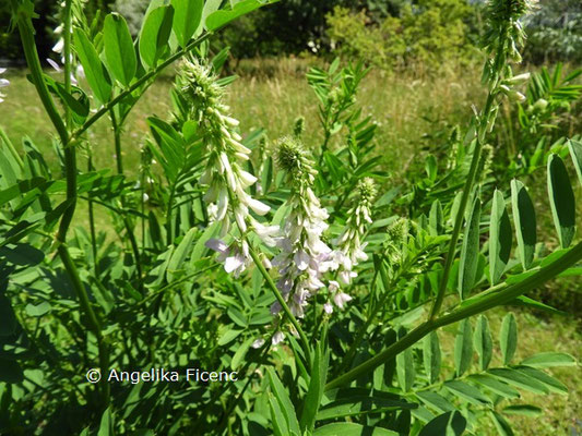 Galega officinalis © Mag. Angelika Ficenc