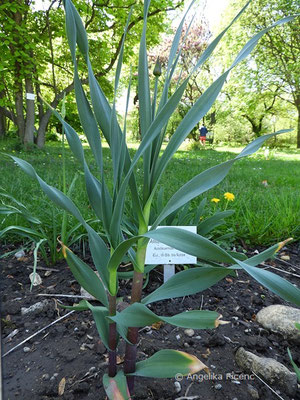 Allium obliquum - Schiefer Lauch     © Mag. Angelika Ficenc