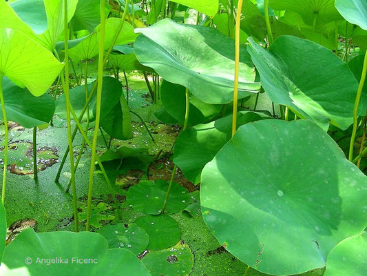 Nelumbo nucifera - Indische Lotusblume  © Mag. Angelika Ficenc
