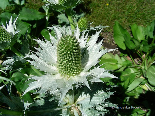 Eryngium maritimum- See-Mannstreu  © Mag. Angelika Ficenc