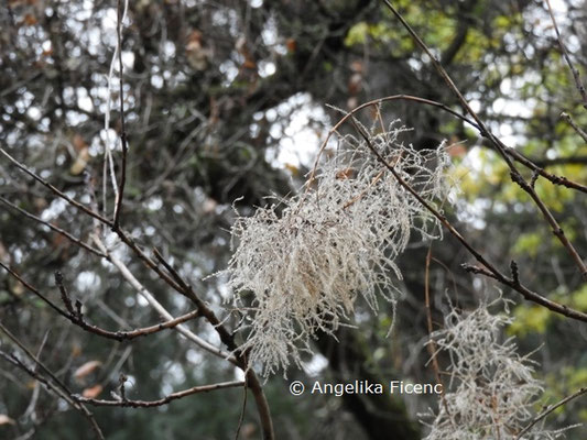 Cotinus coggyria © Mag. Angelika Ficenc