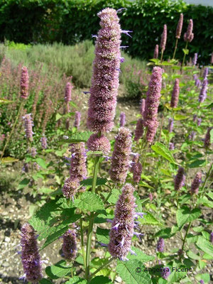 Agastache mexicana   © Mag. Angelika Ficenc