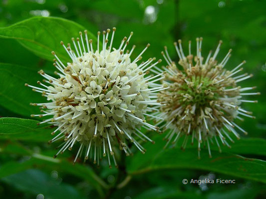 Cephalanthus occidentalis - Button Busch  © Mag. Angelika Ficenc