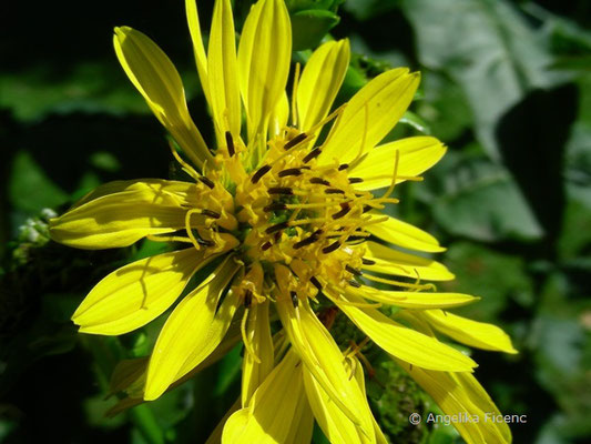 Silphium perfoliatum  © Mag. Angelika Ficenc