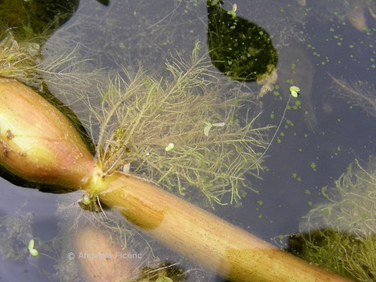 Eichhornia crassipes - Wasserhyazinthe  © Mag. Angelika Ficenc