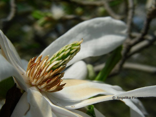 Magnolia stellata "Royal Star" - Stern Magnolie  © Mag. Angelika Ficenc