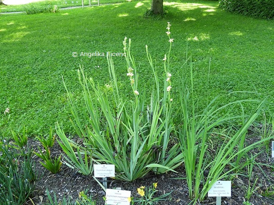 Sisyrinchium striatum, Habitus  © Mag. Angelika Ficenc
