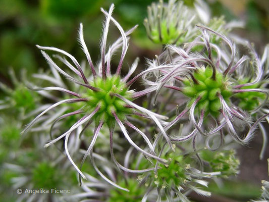 Clematis stans  © Mag. Angelika Ficenc