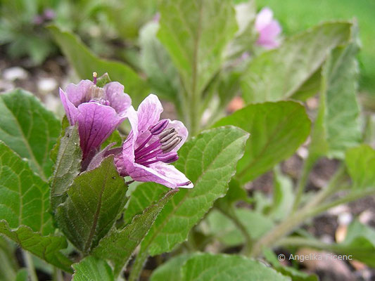 Physochlaina orientalis  © Mag. Angelika Ficenc