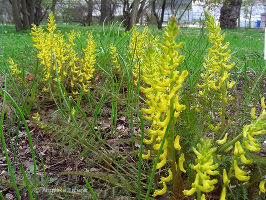 Corydalis cheilanthifolia - Farnblättriger Lerchensporn  © Mag. Angelika Ficenc
