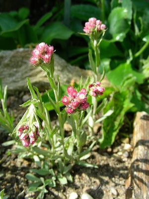 Antennaria rosea - Katzenpfötchen  © Mag. Angelika Ficenc