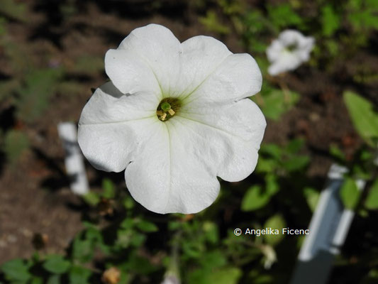 Petunia axillaris  © Mag. Angelika Ficenc