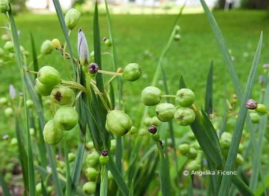 Sisyrinchium angustifolium  © Mag. Angelika Ficenc