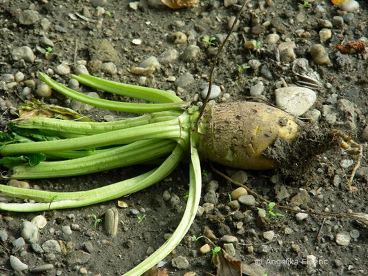 Brassica oleraceae var. sylvestris   © Mag. Angelika Ficenc