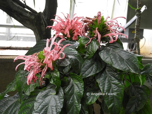 Justicia carnea © Mag. Angelika Ficenc