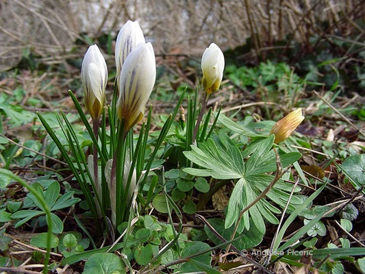 Crocus chrysanthus "Snow Bunting" - Kleiner Krokus   © Mag. Angelika Ficenc