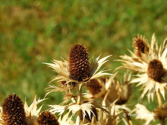 Eryngium giganteum - Elfenbein Mannstreu, Fruchtstand  © Mag. Angelika Ficenc