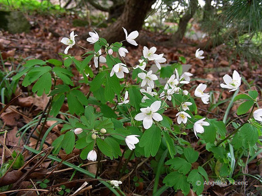 Isopyrum thalictroides - Muschelblümchen  © Mag. Angelika Ficenc