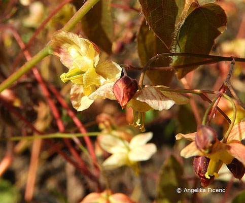 Epimedium pinnatum subsp. colchicum - Gefiederte Elfenblume  © Mag. Angelika Ficenc