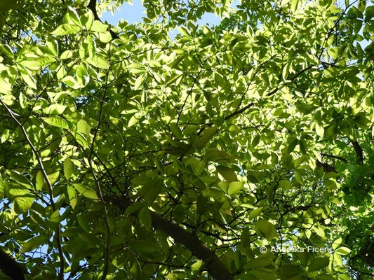 Magnolia x loebneri (M. kobus x M. stellata),   © Mag. Angelika Ficenc