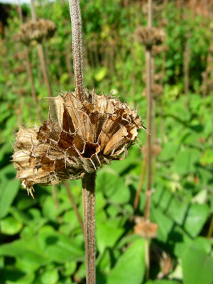 Phlomis tuberosa - Knollen Brandkraut  © Mag. Angelika Ficenc