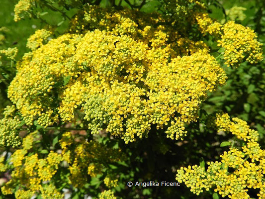 Alyssum markgrafii - Holziges Steinkraut   © Mag. Angelika Ficenc