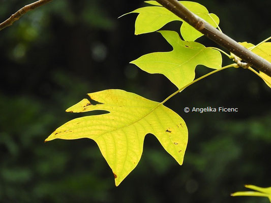 Liriodendron chinense  © Mag. Angelika Ficenc