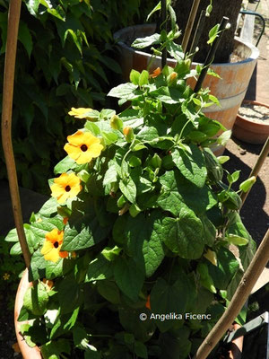 Thunbergia alata  © Mag. Angelika Ficenc