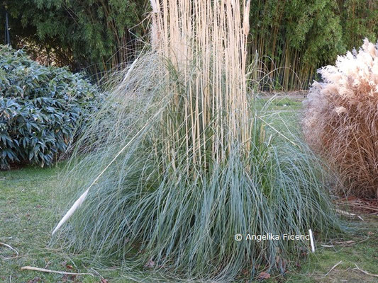 Cortaderia sellona  © Mag. Angelika Ficenc