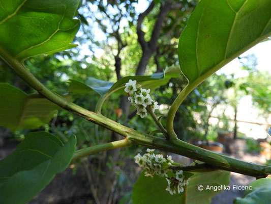 Cedrela mexicana - Zedrele,   © Mag. Angelika Ficenc