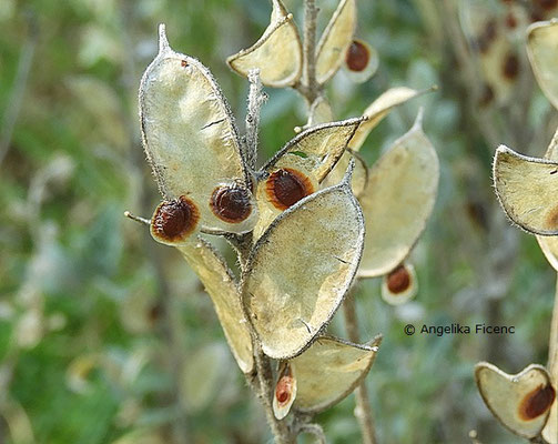 Fibigia triquetra - Schildkresse, © Mag. Angelika Ficenc