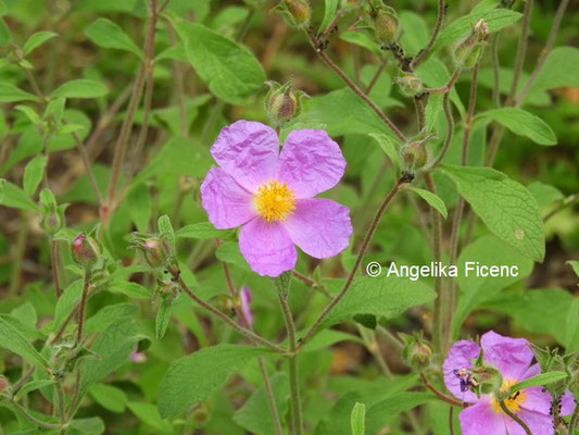 Cistus incanus © Mag. Angelika Ficenc