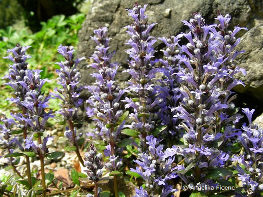 Ajuga tenorei valfreda - Lanzengünsel  © Mag. Angelika Ficenc