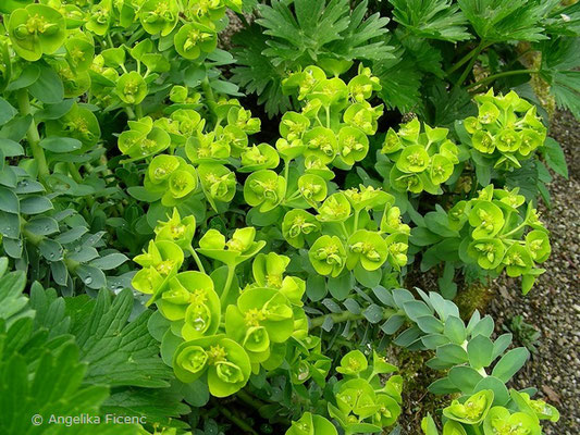 Euphorbia myrsinites - Walzen Wolfsmilch, © Mag. Angelika Ficenc