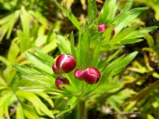 Anemone narcissifolia - Berghähnlein  © Mag. Angelika Ficenc