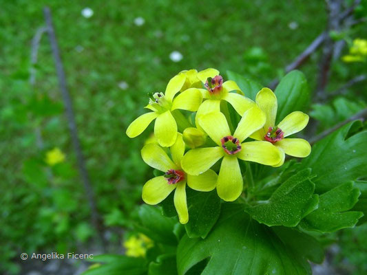 Ribes aureum - Goldjohannisbeere,   © Mag. Angelika Ficenc