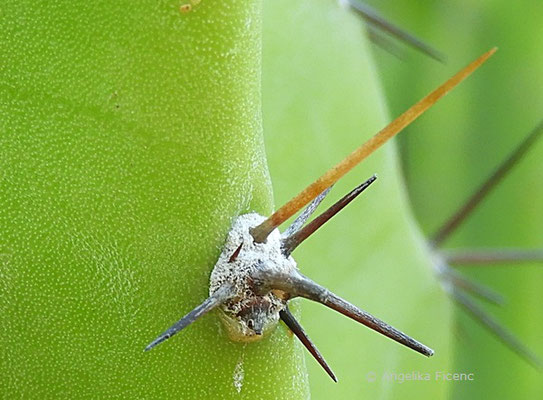 Cereus repandus - Stacheln  © Mag. Angelika Ficenc