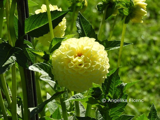 Dahlia "Schnipsi"   © Mag. Angelika Ficenc