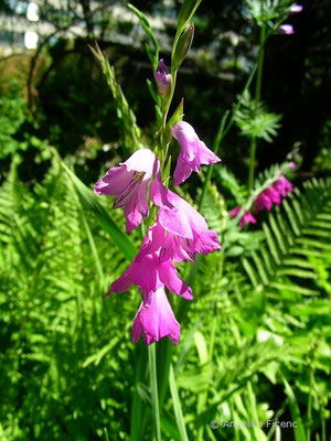 Gladiolus imbricatus - Dachziegelartige Siegwurz  © Mag. Angelika Ficenc