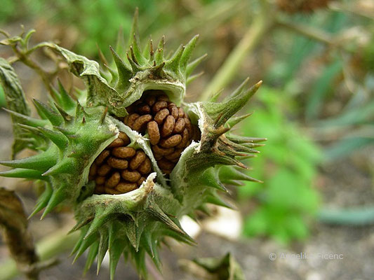 Datura stramonium - Stechapfel,   © Mag. Angelika Ficenc