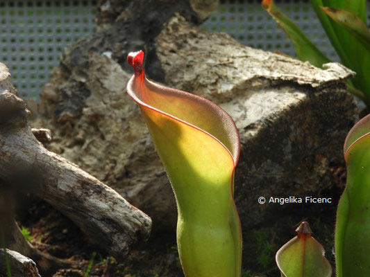 Heliamphora heterodoxa © Mag. Angelika Ficenc