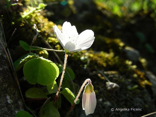 Oxalis acetosella - Wald Sauerklee,   © Mag. Angelika Ficenc