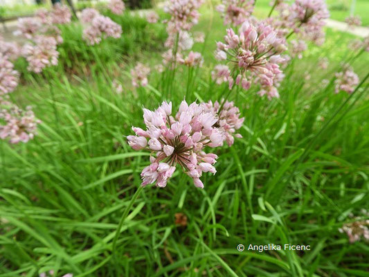 Allium angulosum  © Mag. Angelika Ficenc