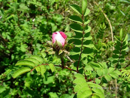 Rosa roxburghii - Igelrose, Blütenknospe  © Mag. Angelika Ficenc